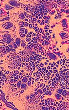 Bright bubbled abstract seamless texture in violet pink tones.