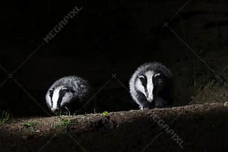 Badger, Meles meles