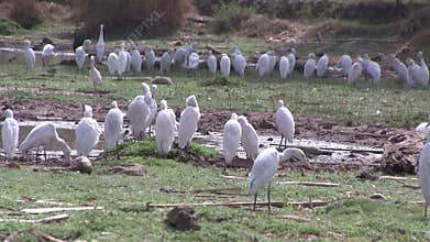 Cattle Egrets in wetlands in The Gambia.