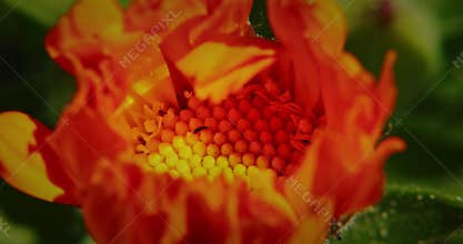 Expressive close-up of orange flower showcasing inner texture