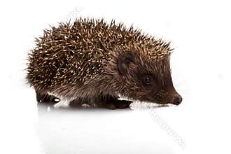 Hedgehog