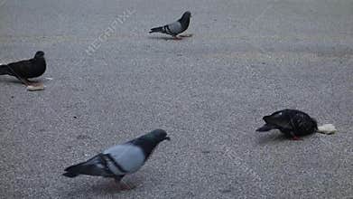 Pigeons Eating Bread