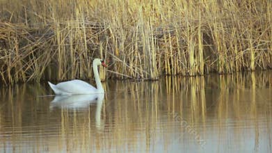 Mute swan (Cygnus olor). White swan swimming in a pond with reeds in the background. Slow motion
