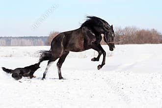 Ukrainian horse breed horses