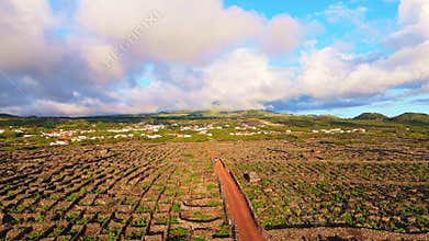 Basalt Stone Walls and Vineyards on Pico Island. Azores. Portugal. Aerial View