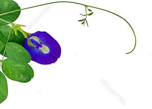 Blue Butterfly Pea Flower with Green Leaves Isolated on White Background