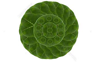 Card form leaf.
