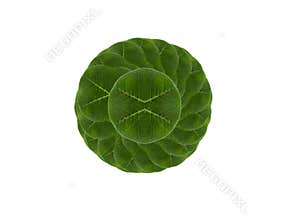 Card form leaf.