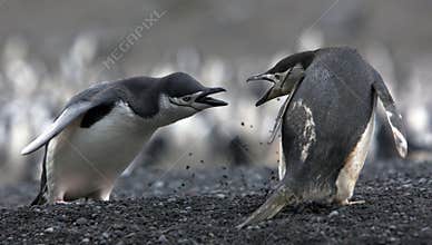 The conflict Antarctic penguins