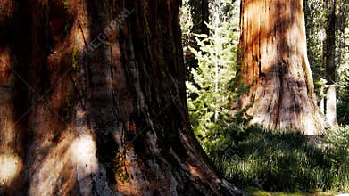 Giant sequoia trees