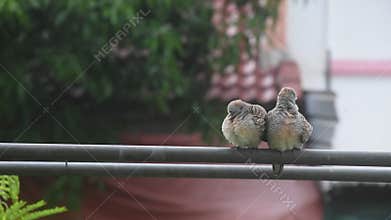 couple red collared dove hanging on iron pipe and preening feather in sky background