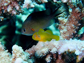 Citron Coral Goby on Stag Acropora Coral