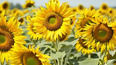 Beautiful Sunflowers Bloom in a Bright Field During Sunny Summer Day