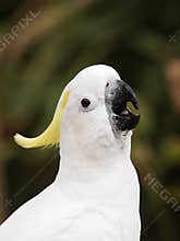 White Cockatoo