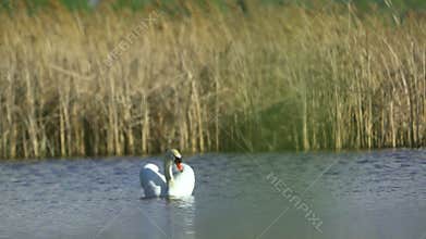 Mute swan (Cygnus olor).A white swan swims in a pond. The bird dives head first into the water in search of food.