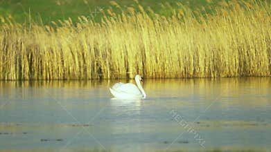 Mute swan (Cygnus olor). A white swan swims in a pond.