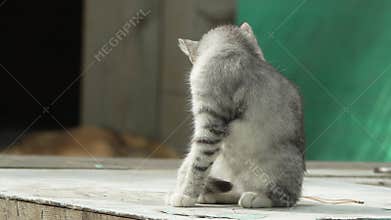 Cat Sitting Back Yard Fence - A grey tabby cat sits on a wooden platform with a green fence behind it.