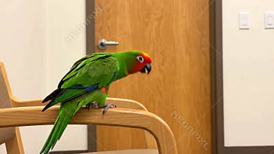 Green Parrot Perched Calmly on Wooden Chair Inside Building at Daytime