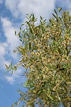 Rapa, the Flower of the Olive Tree.