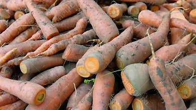 Freshly dug dirty carrots on a pile, harvesting