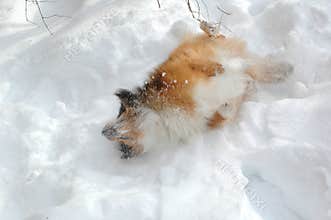 Snow dog 12