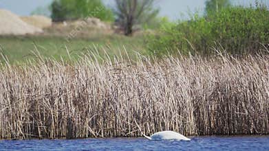 Mute swan (Cygnus olor). A white swan swims in a pond.
