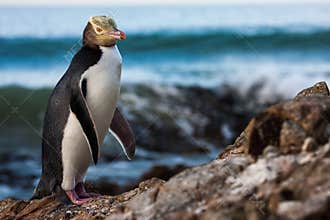 Yellow-eyed Penguin