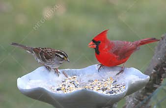 Birds on a Feeder