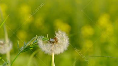 Dandelion in a spring field
