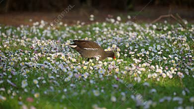 Common moorhen eating in the grass full
