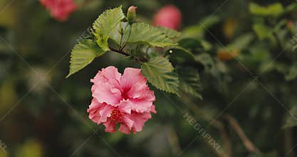 Pokuru Wada Hibiscus Sinensis Red Flower Blooming In Tropical Garden