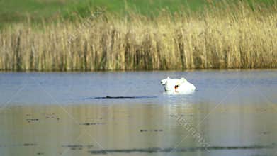 Mute swan (Cygnus olor). A white swan swims in a pond and cleans its feathers. Slow motion