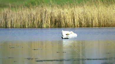 Mute swan (Cygnus olor). A white swan swims in a pond and cleans its feathers. Slow motion