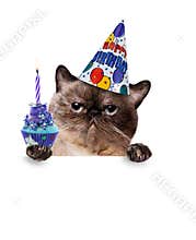 Birthday cat .