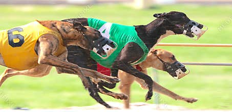 Greyhounds Sprint Down The Race Course In A Very Close Dog Race