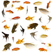 Aquarium fish
