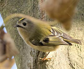 Goldcrest (Regulus regulus) perched on branch