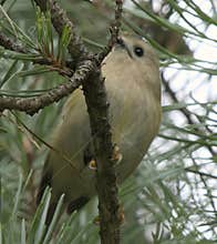 Goldcrest (Regulus regulus) perched on branch