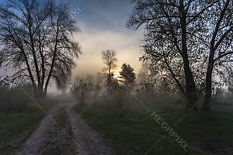 Foggy landscape with a tree silhouette