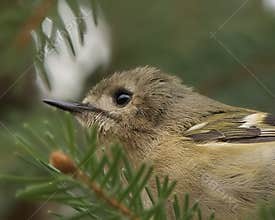 Goldcrest (Regulus regulus) perched on branch