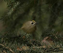 Goldcrest (Regulus regulus) perched on branch