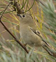 Goldcrest (Regulus regulus) perched on branch