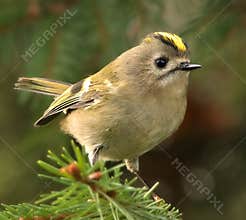 Goldcrest (Regulus regulus) perched on branch