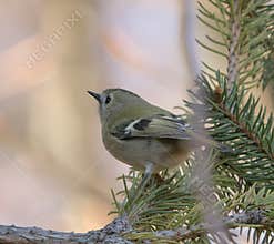 Goldcrest (Regulus regulus) perched on branch