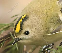Goldcrest (Regulus regulus) perched on branch