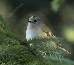 Goldcrest (Regulus regulus) perched on branch
