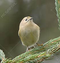 Goldcrest (Regulus regulus) perched on branch