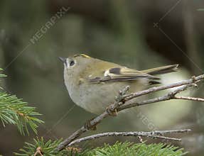 Goldcrest (Regulus regulus) perched on branch