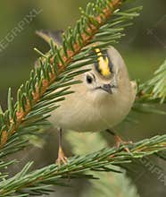 Goldcrest (Regulus regulus) perched on branch