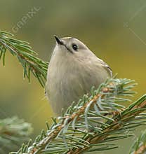 Goldcrest (Regulus regulus) perched on branch
